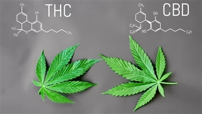 Hva er forskjellen mellom THC og CBD