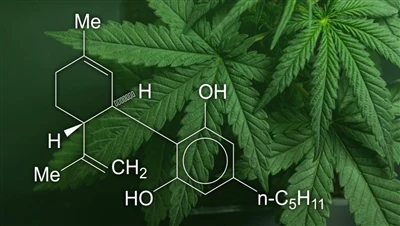 CBD, marihuana og hamp: Hva er forskjellen mellom disse cannabisproduktene, o...