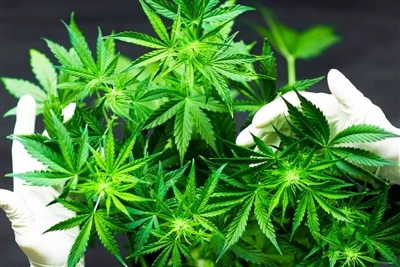 Hvorfor CBD gir de beste naturlige leppepomadene?